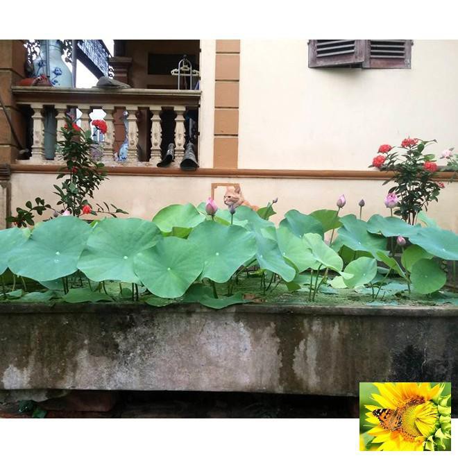 Hạt giống sen hồng quê hương - 10 hạt