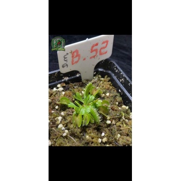 Tổng hợp Cây Bẫy Kẹp Venus flytrap P1 Của Hắc Tê Exotic Garden
