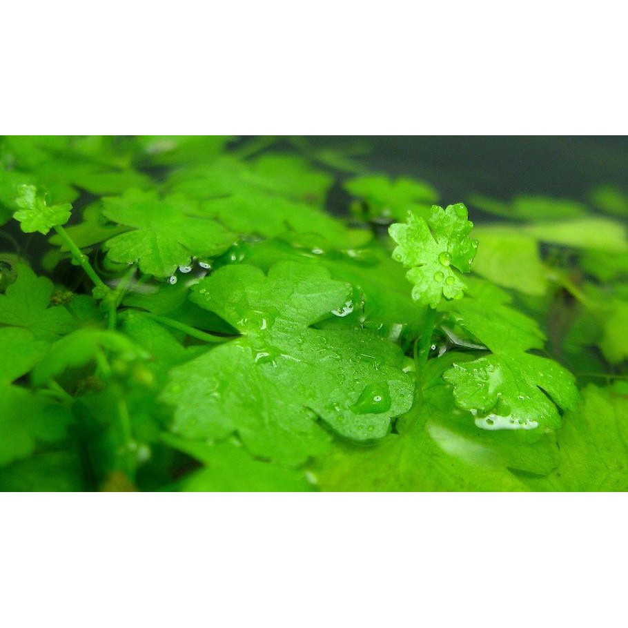 Rau má hương - cây thủy sinh tiền cảnh - 40k/tất 10x10
