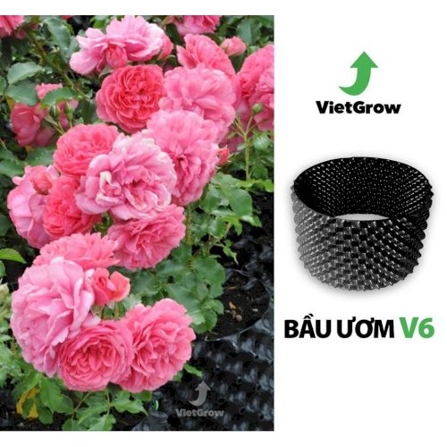 (Bán sỉ) Bầu ươm V6 - Cuộn dài 50 mét, Cao 50cm Vietgrow chính hãng