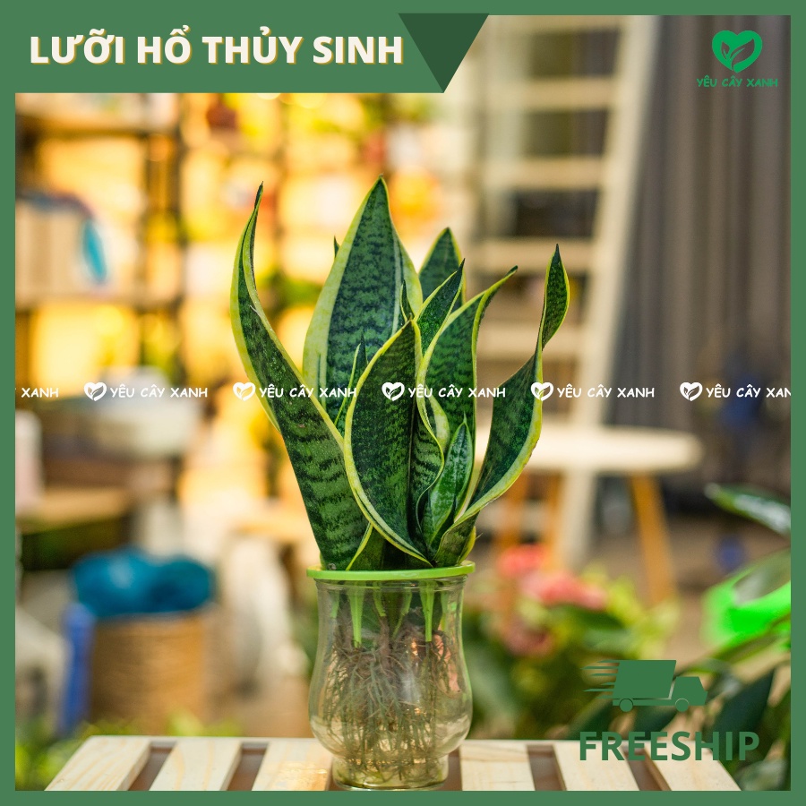 Cây Lưỡi Hổ Thuỷ Sinh