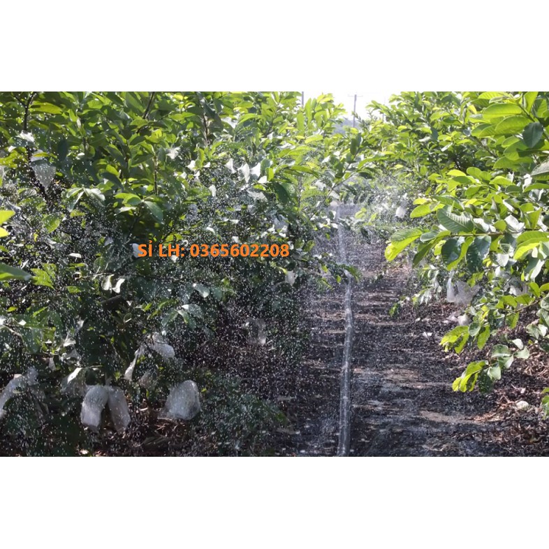 01 Cuộn ống tưới phun mưa Đài Loan loại VIP, ống tưới phun mưa hiệu con Nai phi 34 có biên, cuộn dài 100m