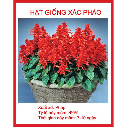 hạt giống xác pháo đỏ 50 hạt