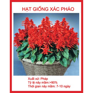 Hạt giống xác pháo đỏ 50 hạt