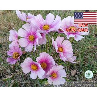 5GR 500.HẠT Hạt Giống Hoa Cúc Sao Nháy DayDream (| -KD: B12*V31)1