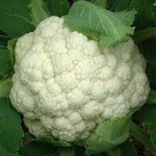 Hạt giống bông cải trắng lai F1 Rado 346 RD gói 0.5gr