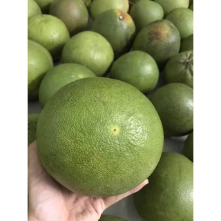 Bưởi da xanh tươi, ngon, ngọt.