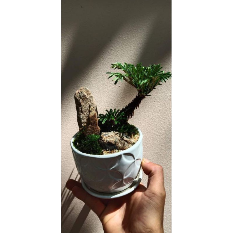 Cây bonsai trường sinh 1 cây