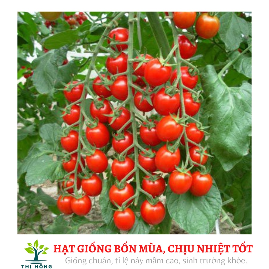 Hạt giống cà chua bi chuỗi ngọc Tràng An 30 hạt (mỗi cây 10~15 chuỗi, quả ngọt, tròn, vỏ màu đỏ tươi)