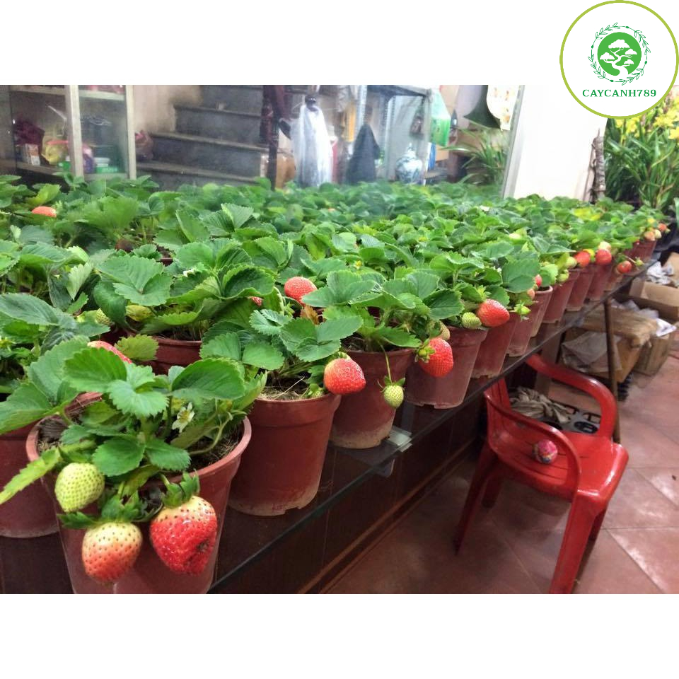 Cây dâu tây hana đã có hoa và quả