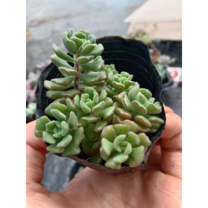 MỘT CHIẾC SEN SEDUM HOA HỒNG PHÁP size mini 8x8 cm đã thuần khí hậu sức sống cao