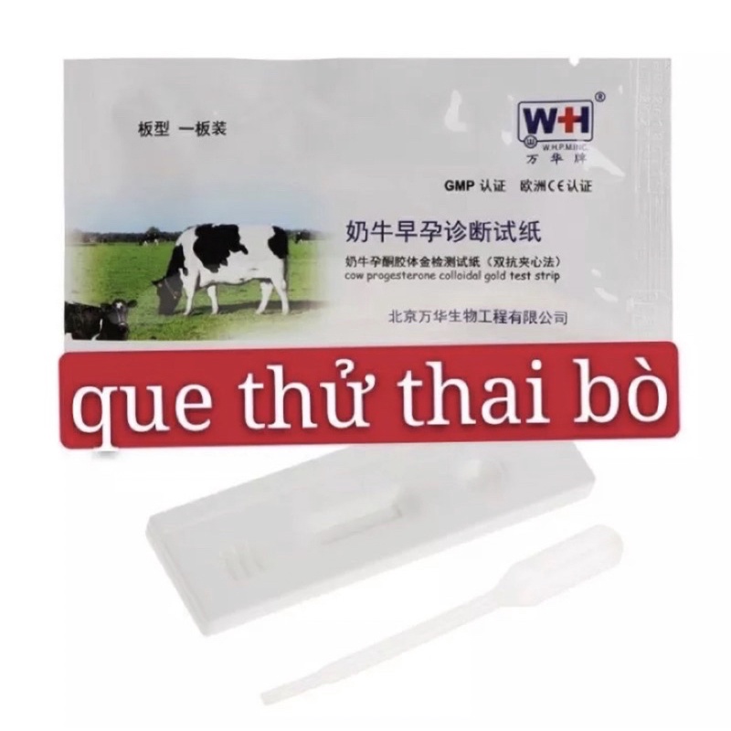 Que thử thai bò heo độ chính xác cao