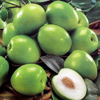 CÂY GIỐNG TÁO ĐẠI (ĐẠI TÁO) SIÊU NGON SIÊU QUẢ DÒNG QUẢ SỚM- CAM KÊT GIỐNG CHUẨN F1