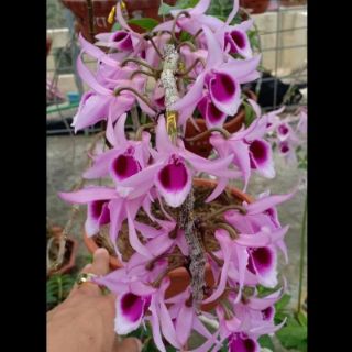 Phi điệp cây giống
