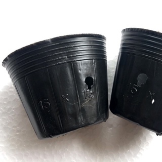 100 Cái Bầu Ươm Cây kích thước 15x13cm