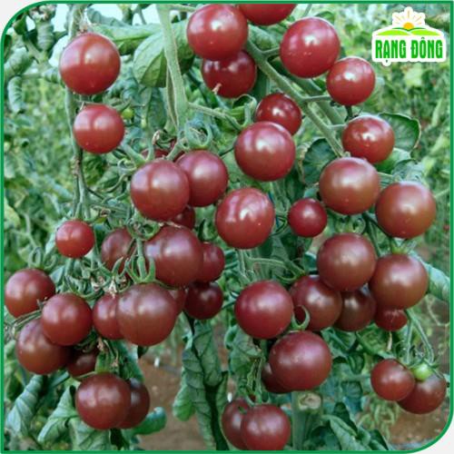 Hạt giống Cà Chua Cherry Đen Lai F1 Trồng Quanh Năm, Dễ Chăm Sóc (gói 0.1 gram) - Hạt Giống Rạng Đông