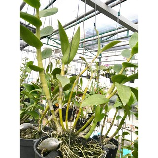 Chế phẩm kích rễ Bio Root 0-1-1 946ml