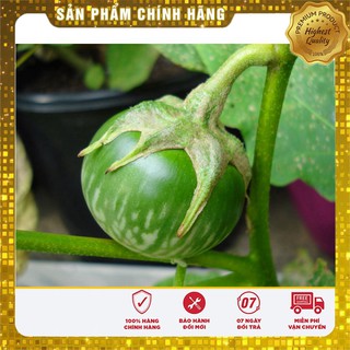 Hạt Giống Cà Bát Ta Da Ếch(2gr)
