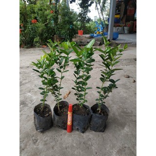 Cây Giống Siro Siêu Trái