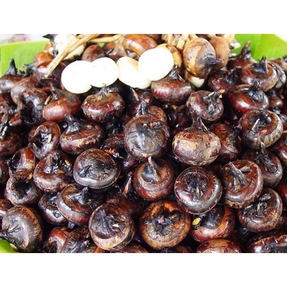 [HCM] Củ năng Đà Lạt NTFood 1kg / 500gr tùy chọn - dùng để nấu chè, làm thạch trà sữa - Nhất Tín Food