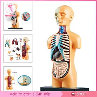[Megideal] Bộ dụng cụ trình diễn mô hình Torso cơ thể con người 3D Bộ dụng cụ DIY
