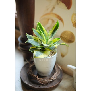 Chậu gốm Nhật Bản (đã gồm cây) trồng sen đá, xương rồng, cây cảnh - Men phủ cao cấp - Dáng nhỏ gọn xinh xắn