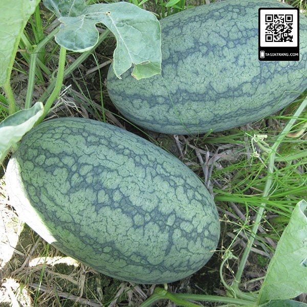 Hạt giống dưa hấu F1 loại siêu ngọt dễ trồng năng suất cao chống sâu bệnh ( 50gam , 100gam ,200gam )