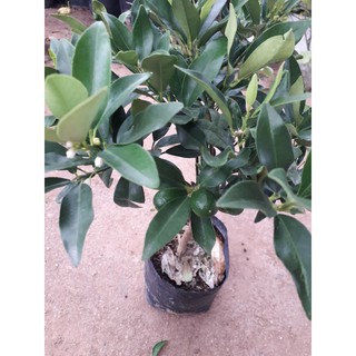Cây Quất ( Tắc) Ngọt Ra Nhiều Trái