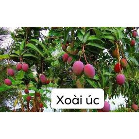 Cây giống Xoài Úc ghép cao hơn 100cm