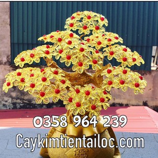 Cây kim tiền lộc