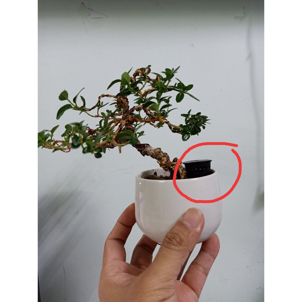 100 giỏ đựng hạt phân (rọ đựng phân) tan chậm bón cho cây cảnh, bonsai, hoa lan