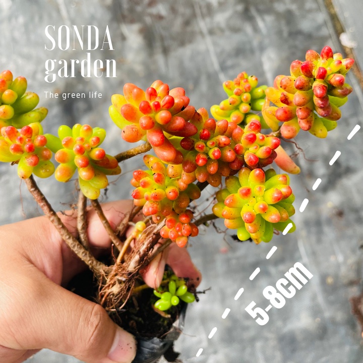 Sen đá thạch ngọc đỏ cổ thụ full nắng mưa SONDA GARDEN size bé 5-8cm, xuất xứ Đà Lạt, khoẻ đẹp, lỗi 1 đổi 1