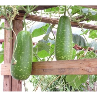 Hạt giống Bầu sao F1 qủa ngắn