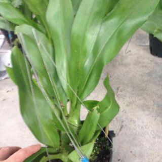 Vũ nữ hoàng hậu xanh