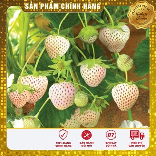 HẠT GIỐNG DÂU TÂY BẠCH TUYẾT dâu tây trắng