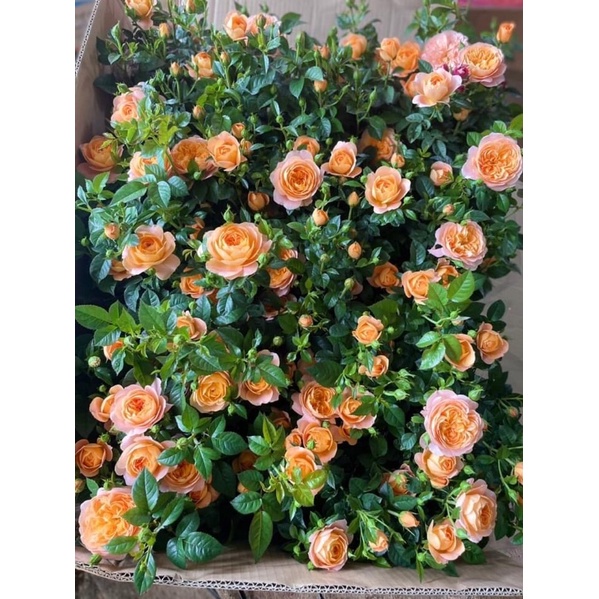 Hoa hồng đà lat cây thật 1 chậu 4 cây