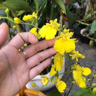 Vũ Nữ Kim Cương - Hoa Vàng - Cây Con