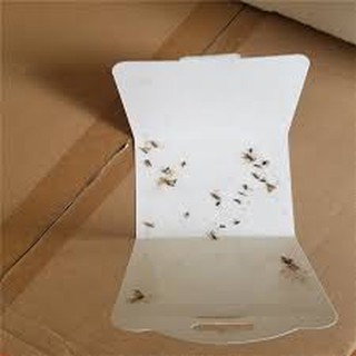 Keo Bắt Bướm Đêm 2 Cái/bộ Uncle Bills