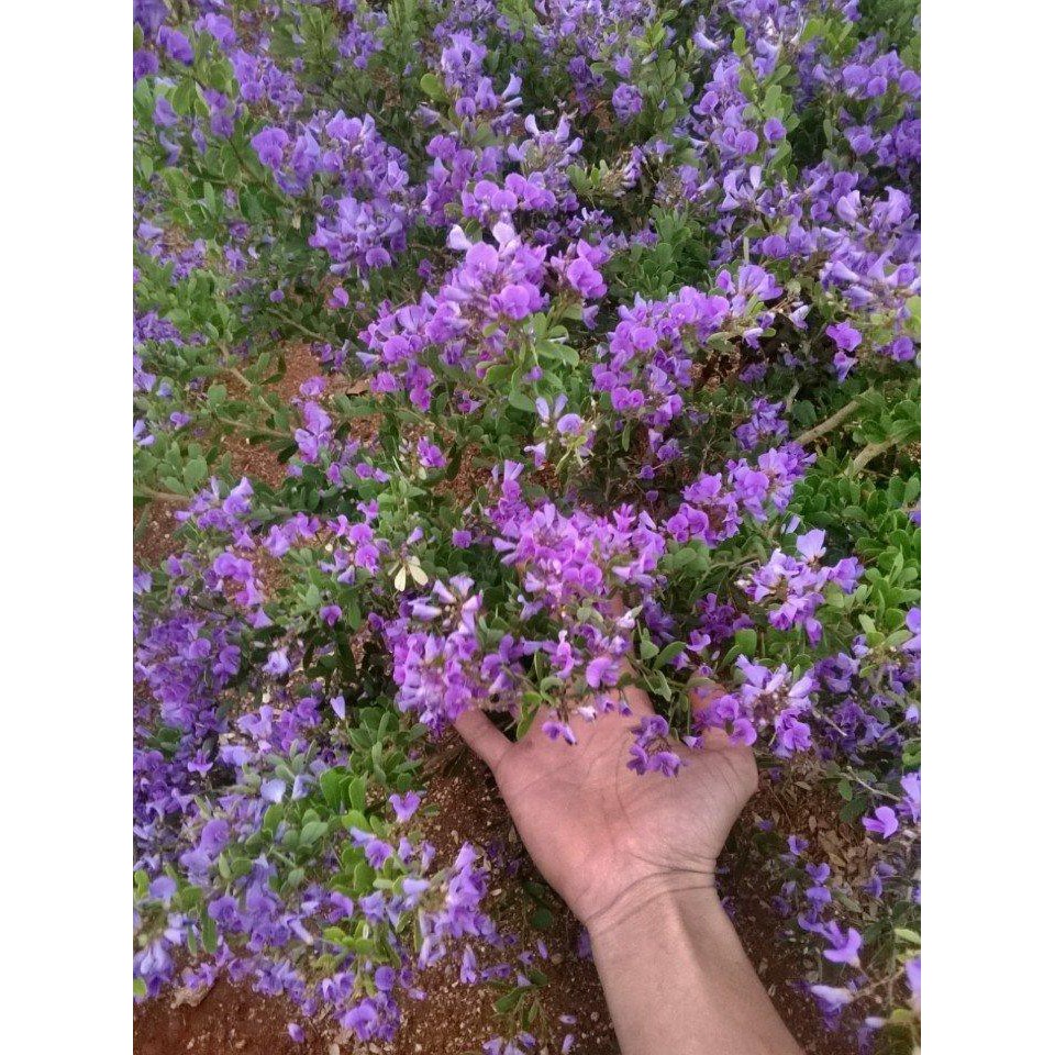 LINH SAM SIÊU HOA--HÀNG CÀNH CHIẾT