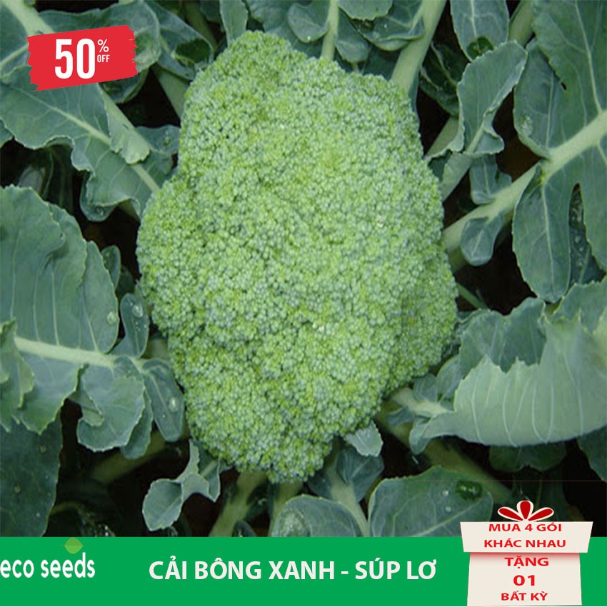 [Sale 50%] Hạt giống Bông Cải Xanh R2 Eco seeds - Súp Lơ KLT 500mg, Tỷ lệ nảy mầm cao, cây sinh trưởng và phát triển tốt