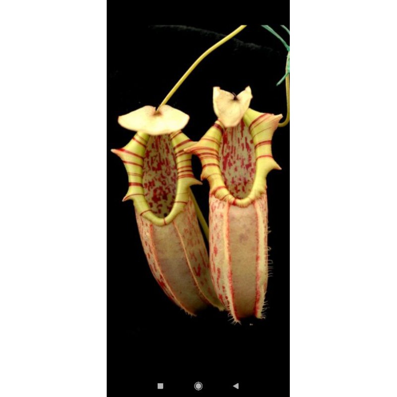 cây nắp ấm north