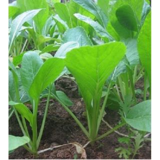 20g-Giống Cải Ngọt Xanh Dể Trồng