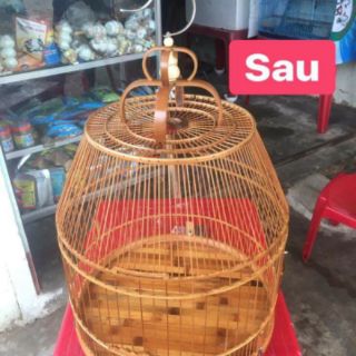 Nước tẩy mốc lồng chim Báu Lê