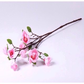 Mộc lan cành cao 80cm