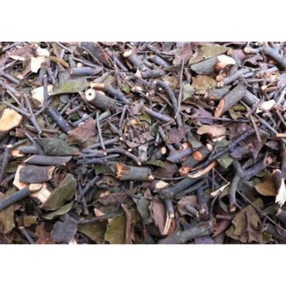 Tầm gửi cây gạo