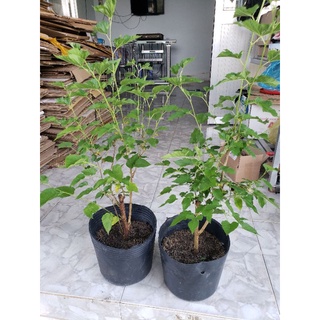 Cây Dâu Tằm( tặng kèm phân bón)