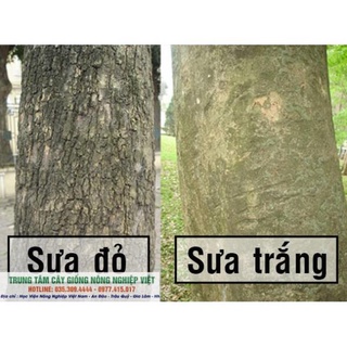 Cây giống Sưa Đỏ