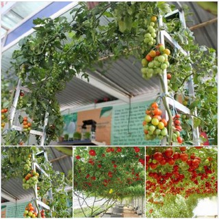 Hạt giống Cà chua bạch tuộc( cà chua leo giàn ) Gói 10 hạt -TẶNG kèm 5 viên nén ươm hạt