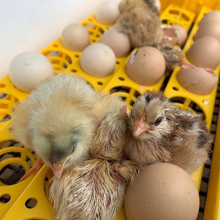 Máy ấp trứng Gà - Ngan - Vịt - Chim bồ câu - Máy đảo tự động - Ấp nở hiệu quả cao . Bảo hành 1 năm sử dụng