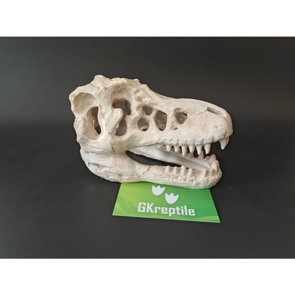 Mô hình trang trí sọ khủng long cho chuồng nuôi